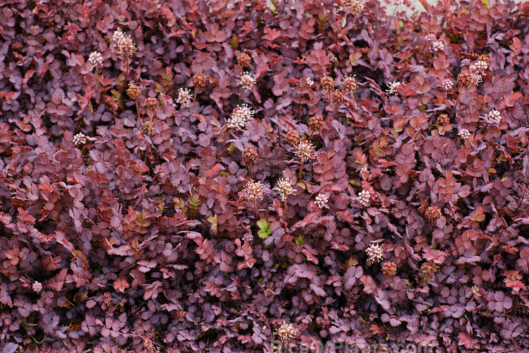 <i>Acaena inermis</i> 'Purpureus', a cultivar of a rhizomatous, prostrate, near-evergreen perennial native to New Zealand. 'Purpureus' has purple-tinted bronze-green foliage. This species is very similar to <i>Acaena microphylla</i>, with near-identical foliage, but its seedheads are on much shorter stems and do not have spines. Order: Rosales, Family: Rosaceae