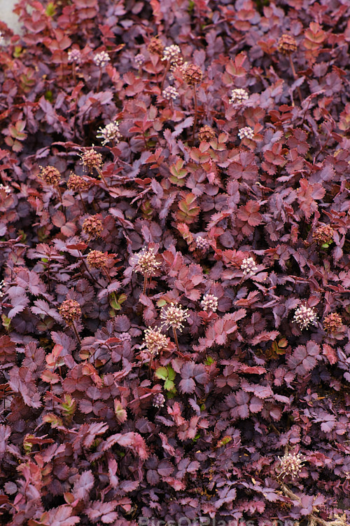 <i>Acaena inermis</i> 'Purpureus', a cultivar of a rhizomatous, prostrate, near-evergreen perennial native to New Zealand. 'Purpureus' has purple-tinted bronze-green foliage. This species is very similar to <i>Acaena microphylla</i>, with near-identical foliage, but its seedheads are on much shorter stems and do not have spines. Order: Rosales, Family: Rosaceae