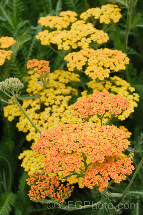 <i>Achillea millefolium</i> 'Summer Pastels', a seedling strain of Yarrow, a vigorous summer-flowering Eurasian perennial that has naturalised in many parts of the world 'Summer Pastels' produces a range of beautiful soft flower colours tones, including some interesting biscuit shades, such as this Order: Asterales, Family: Asteraceae