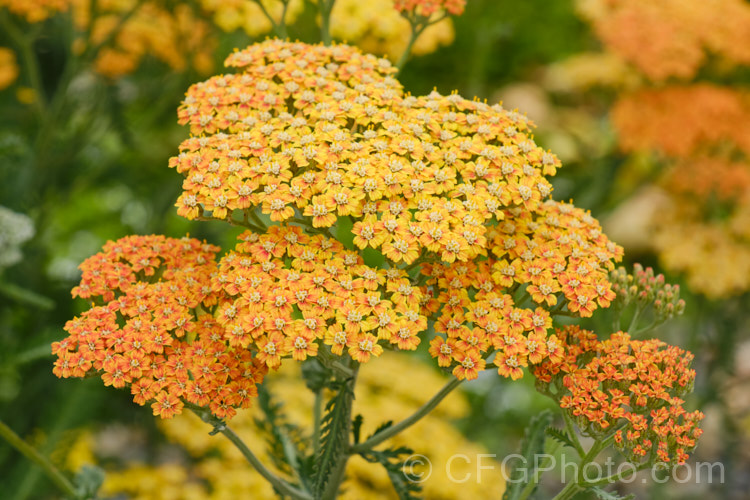 <i>Achillea millefolium</i> 'Summer Pastels', a seedling strain of Yarrow, a vigorous summer-flowering Eurasian perennial that has naturalised in many parts of the world 'Summer Pastels' produces a range of beautiful soft flower colours tones, including some interesting biscuit shades, such as this Order: Asterales, Family: Asteraceae