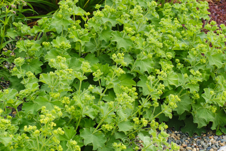 Lady's Mantle (<i>Alchemilla mollis</i>), a summer-flowering herbaceous perennial native to the eastern Carpathian. Mountains and the Caucasus It has a rather sprawling growth habit and looks especially attractive after rain or heavy dew, when water droplets form silver beads on the finely downy foliage. alchemilla-2275htm'>Alchemilla.