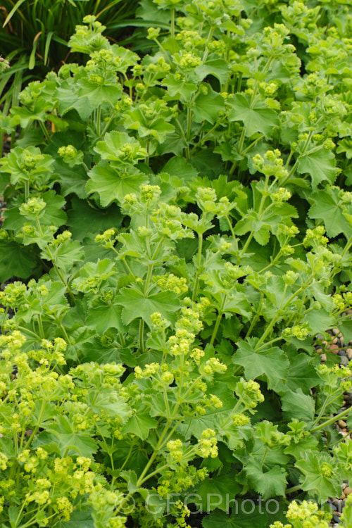 Lady's Mantle (<i>Alchemilla mollis</i>), a summer-flowering herbaceous perennial native to the eastern Carpathian. Mountains and the Caucasus It has a rather sprawling growth habit and looks especially attractive after rain or heavy dew, when water droplets form silver beads on the finely downy foliage. alchemilla-2275htm'>Alchemilla.