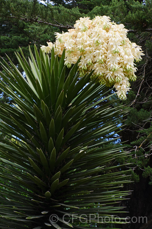 Giant Spanish Dagger or Giant Dagger (<i>Yucca carnerosana</i>), a tree-like yucca native to northern Mexico and extending into Texas. Its leaves have filaments and it produces huge heads of cream flowers in late spring to early summer.