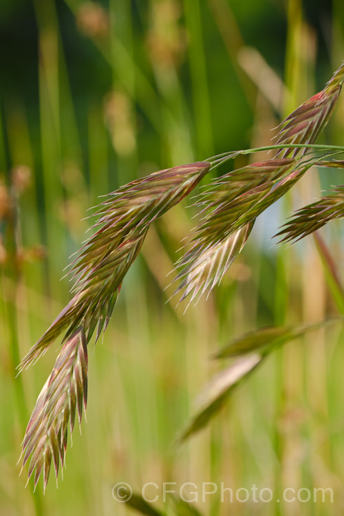 Developing seedhead of Prairie. Grass (<i>Bromus willdenowii</i>), a South American perennial grass that is now widely naturalised and often grown in hay pastures. Although strong-growing, Prairie. Grass suffers in damp conditions and is prone to fungal problems. Its fruits can be a nuisance as they lodge themselves in socks and are uncomfortably sharp. bromus-2608htm'>Bromus. .