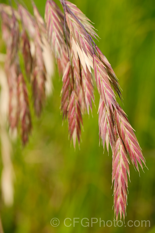 Developing seedhead of Prairie. Grass (<i>Bromus willdenowii</i>), a South American perennial grass that is now widely naturalised and often grown in hay pastures. Although strong-growing, Prairie. Grass suffers in damp conditions and is prone to fungal problems. Its fruits can be a nuisance as they lodge themselves in socks and are uncomfortably sharp. bromus-2608htm'>Bromus. .