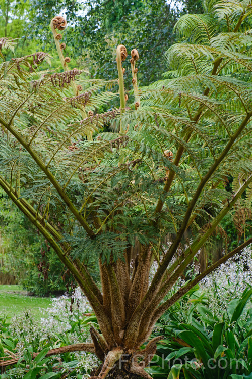 The crown of the Highland Lace Fern (<i>Cyathea tomentosissima</i>), a small tree fern from the highland of New Guinea. It surprisingly hardy and is also sun and wind tolerant. Its fronds are rather bracken-like and with age it will develop a trunk up to 15m tall. Both the undersides of the fronds and the young stems are covered in brown hairs. Order: Cyatheales, Family: Cyatheaceae