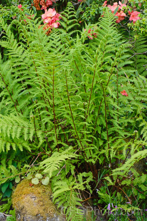 Northern Lady Fern (<i>Athyrium angustum forma rubellum [syn. Athyrium filix-femina subsp. angustum]), a red-stemmed form of a deciduous fern found in the woodlands of northern North America. athyrium-2387htm'>Athyrium. <a href='athyriaceae-plant-family-photoshtml'>Athyriaceae</a>.