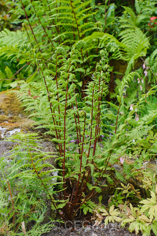 Northern Lady Fern (<i>Athyrium angustum forma rubellum [syn. Athyrium filix-femina subsp. angustum]), a red-stemmed form of a deciduous fern found in the woodlands of northern North America. athyrium-2387htm'>Athyrium. <a href='athyriaceae-plant-family-photoshtml'>Athyriaceae</a>.