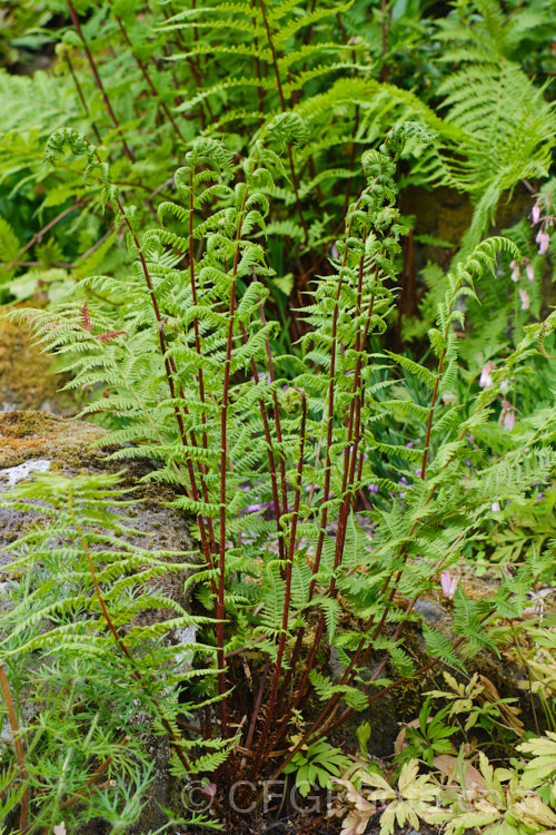 Northern Lady Fern (<i>Athyrium angustum forma rubellum [syn. Athyrium filix-femina subsp. angustum]), a red-stemmed form of a deciduous fern found in the woodlands of northern North America. athyrium-2387htm'>Athyrium. <a href='athyriaceae-plant-family-photoshtml'>Athyriaceae</a>.