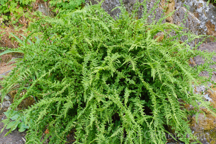 A cristate or slight twisted frond form of the Northern Lady Fern (<i>Athyrium angustum forma rubellum [syn. Athyrium filix-femina subsp. angustum]), a red-stemmed form of a deciduous fern found in the woodlands of northern North America. athyrium-2387htm'>Athyrium. <a href='athyriaceae-plant-family-photoshtml'>Athyriaceae</a>.