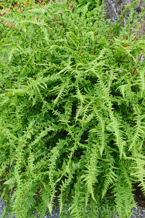 A cristate or slight twisted frond form of the Northern Lady Fern (<i>Athyrium angustum forma rubellum [syn. Athyrium filix-femina subsp. angustum]), a red-stemmed form of a deciduous fern found in the woodlands of northern North America. athyrium-2387htm'>Athyrium. <a href='athyriaceae-plant-family-photoshtml'>Athyriaceae</a>.