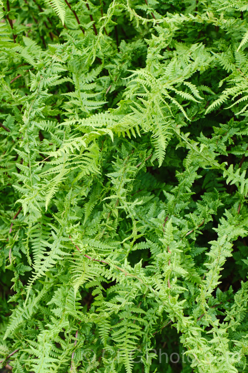 A cristate or slight twisted frond form of the Northern Lady Fern (<i>Athyrium angustum forma rubellum [syn. Athyrium filix-femina subsp. angustum]), a red-stemmed form of a deciduous fern found in the woodlands of northern North America. athyrium-2387htm'>Athyrium. <a href='athyriaceae-plant-family-photoshtml'>Athyriaceae</a>.