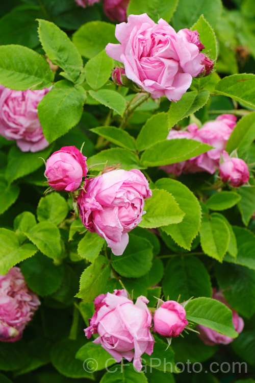 Rosa 'La Noblesse', a once-blooming, fragrant centifolia rose bred by Soupert and Notting of Luxembourg, and introduced in 1856. It is often a rather weak bush but can reach 15m tall. Order: Rosales, Family: Rosaceae