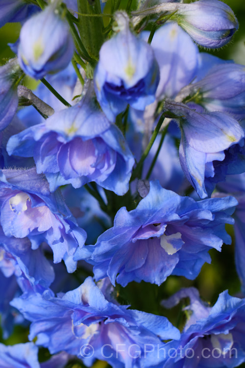 Delphinium. Dwarf Stars - Mid. Blue The Dwarf Stars delphiniums are compact plants with densely packed semi-double flowers in heads to around 1m tall. The smaller stature makes them less prone to wind damage. delphinium-2123htm'>Delphinium.