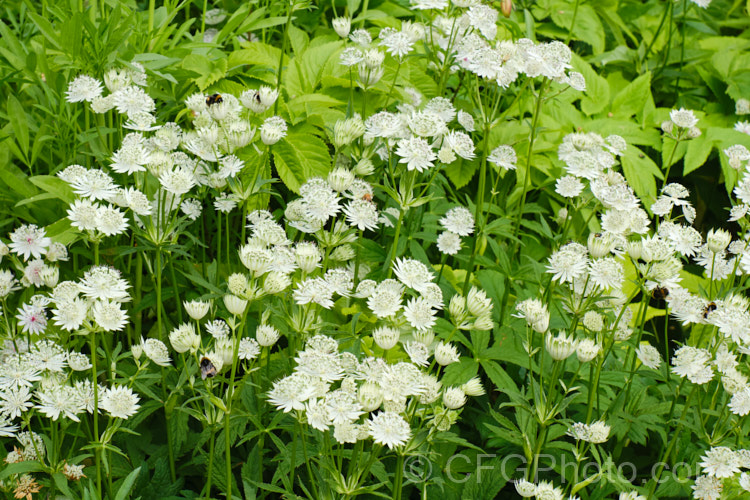 Greater Masterwort (<i>Astrantia major</i>), a much-cultivated central and eastern European perennial the flower stems of which are up to 80cm tall. There are many garden forms. astrantia-2384htm'>Astrantia.