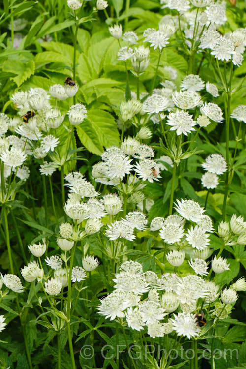 Greater Masterwort (<i>Astrantia major</i>), a much-cultivated central and eastern European perennial the flower stems of which are up to 80cm tall. There are many garden forms. astrantia-2384htm'>Astrantia.