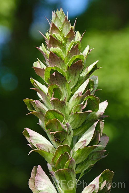 The developing flowerheads of Bear's Breeches (<i>Acanthus mollis</i>), which will soon produce white flowers. This usually evergreen summer-flowering perennial is native to southwest Europe and North Africa. It was often featured in ancient Greek and Roman designs. While a bold architectural plant that certainly has garden merit, it can also be a thuggish weed that is difficult to eradicate. Order: Lamiales, Family: Acanthaceae