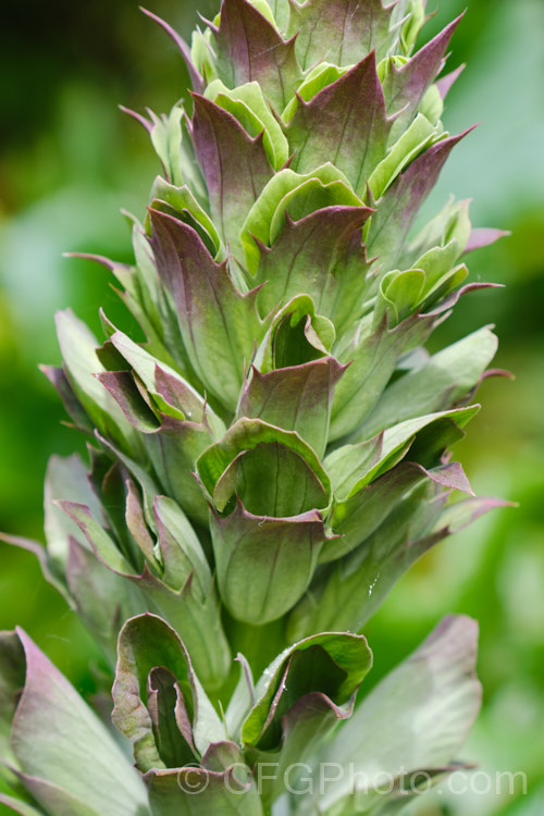 The developing flowerheads of Bear's Breeches (<i>Acanthus mollis</i>), which will soon produce white flowers. This usually evergreen summer-flowering perennial is native to southwest Europe and North Africa. It was often featured in ancient Greek and Roman designs. While a bold architectural plant that certainly has garden merit, it can also be a thuggish weed that is difficult to eradicate. Order: Lamiales, Family: Acanthaceae