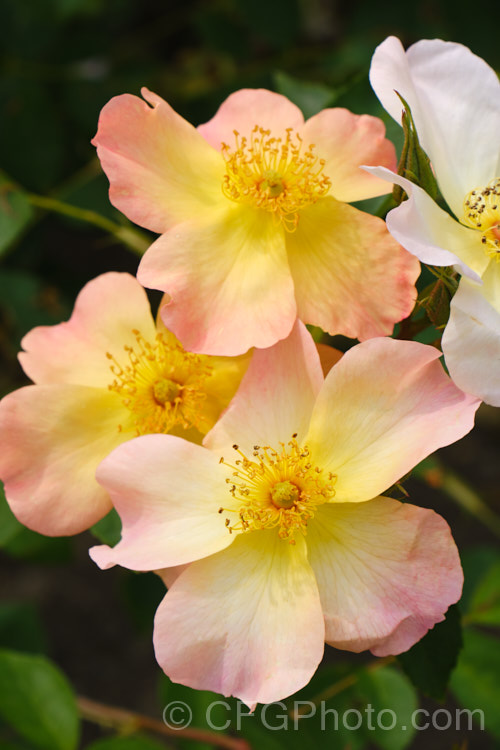 Rosa 'The Alexandra. Rose', an English rose introduced by Austin of England in 1992. Its delicately shade single flowers have a mild scent has slightly nodding. It grows to around 15m tall and wide, and has several flushes of bloom over the season. Order: Rosales, Family: Rosaceae