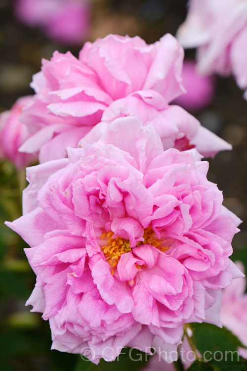 Rosa 'Portland Rose', a Portland hybrid raised by Poilpré of France before 1824. Its semi-double flowers appear mainly in early summer. Order: Rosales, Family: Rosaceae