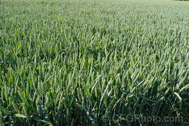Common Wheat or Bread. Wheat (<i>Triticum aestivum</i>) at the stage where the seed heads are just stsrting to dry off. Originating in the Middle. East and among the first cultivated plants, wheat is a vitally important cereal crop for much of the world. It is the primary constituent of most bread and cakes and is used in many other baked goods. triticum-2291htm'>Triticum. .