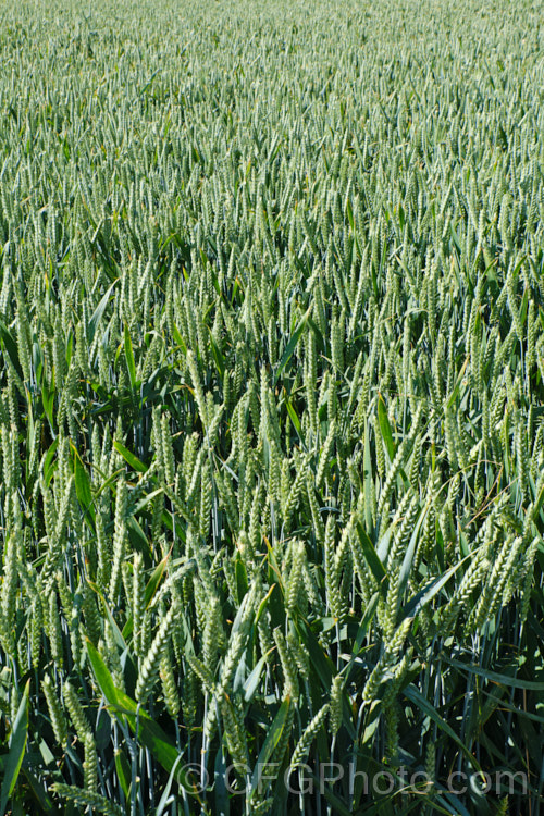 Common Wheat or Bread. Wheat (<i>Triticum aestivum</i>) at the stage where the seed heads are just stsrting to dry off. Originating in the Middle. East and among the first cultivated plants, wheat is a vitally important cereal crop for much of the world. It is the primary constituent of most bread and cakes and is used in many other baked goods. triticum-2291htm'>Triticum. .