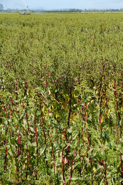 Garden. Beet or Beetroot (<i>Beta vulgaris subsp. vulgaris</i>) being grown for its seeds. This biennial vegetable is cultivated mainly for its edible roots, which develop in the first year. Flowering and seed production occurs in the scond eyar. Garden forms are available in a range of stem and root colours. The bright purple-red-rooted form is the most common. beta-2601htm'>Beta. Order: Caryophyllales, Family: Amaranthaceae