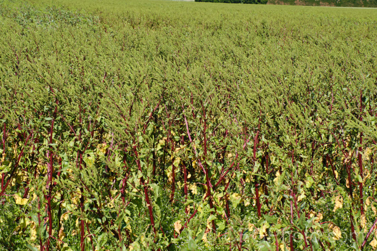 Garden. Beet or Beetroot (<i>Beta vulgaris subsp. vulgaris</i>) being grown for its seeds. This biennial vegetable is cultivated mainly for its edible roots, which develop in the first year. Flowering and seed production occurs in the scond eyar. Garden forms are available in a range of stem and root colours. The bright purple-red-rooted form is the most common. beta-2601htm'>Beta. Order: Caryophyllales, Family: Amaranthaceae