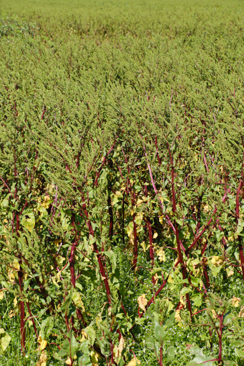 Garden. Beet or Beetroot (<i>Beta vulgaris subsp. vulgaris</i>) being grown for its seeds. This biennial vegetable is cultivated mainly for its edible roots, which develop in the first year. Flowering and seed production occurs in the scond eyar. Garden forms are available in a range of stem and root colours. The bright purple-red-rooted form is the most common. beta-2601htm'>Beta. Order: Caryophyllales, Family: Amaranthaceae