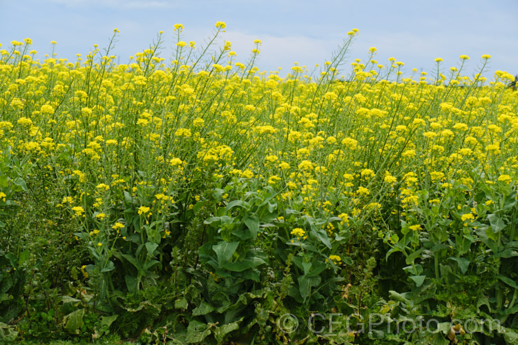 Rapeseed or Canola (<i>Brassica napus</i>) in flower in spring. Rapeseed is cultivated as a winter cover crop and fodder plant but is now grown mainly for its edible seed oils. Brassica napus is similar to some cultivars of Brassica rapa but can most easily be distinguished by its spring to early summer-flowering habit, while. Brassica rapa is mainly summer flowering. Order: Brassicales, Family: Brassicaceae