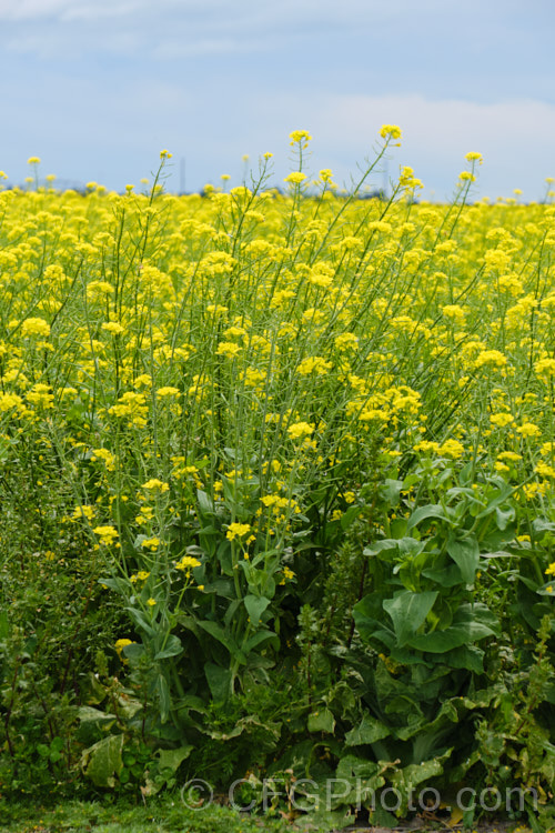 Rapeseed or Canola (<i>Brassica napus</i>) in flower in spring. Rapeseed is cultivated as a winter cover crop and fodder plant but is now grown mainly for its edible seed oils. Brassica napus is similar to some cultivars of Brassica rapa but can most easily be distinguished by its spring to early summer-flowering habit, while. Brassica rapa is mainly summer flowering. Order: Brassicales, Family: Brassicaceae