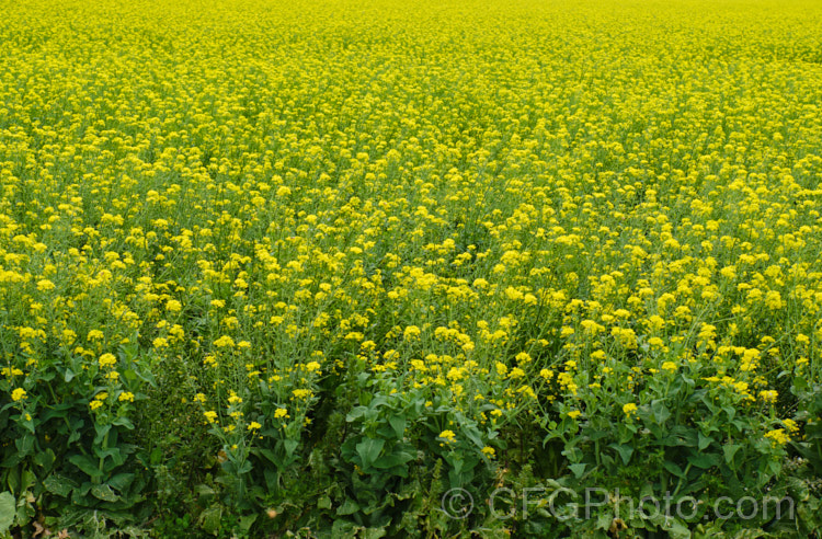 Rapeseed or Canola (<i>Brassica napus</i>) in flower in spring. Rapeseed is cultivated as a winter cover crop and fodder plant but is now grown mainly for its edible seed oils. Brassica napus is similar to some cultivars of Brassica rapa but can most easily be distinguished by its spring to early summer-flowering habit, while. Brassica rapa is mainly summer flowering. Order: Brassicales, Family: Brassicaceae