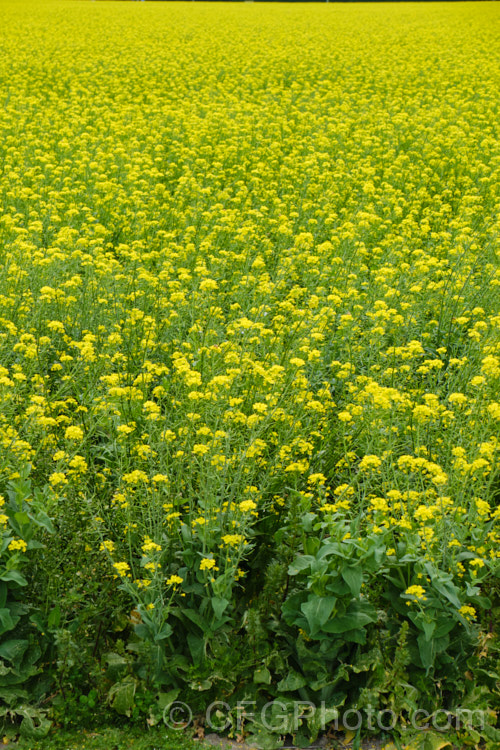 Rapeseed or Canola (<i>Brassica napus</i>) in flower in spring. Rapeseed is cultivated as a winter cover crop and fodder plant but is now grown mainly for its edible seed oils. Brassica napus is similar to some cultivars of Brassica rapa but can most easily be distinguished by its spring to early summer-flowering habit, while. Brassica rapa is mainly summer flowering. Order: Brassicales, Family: Brassicaceae