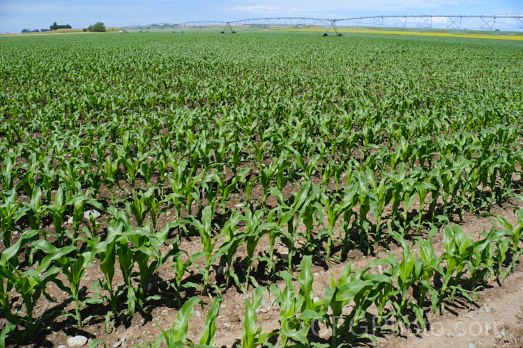 Sweet Corn, Maize or Corn (<i>Zea mays</i>), a robust annual grass from Central America grown for its edible seed heads (cobs</i>). There are many cultivars. Those with sweet seeded cobs grown for human consumption are known as sweet corn, while those grown for the high sugar and starch content of the cobs and stems, which makes them ideal animal fodder, are more commonly called maize or just corn. As shown here, it can have fairly high water demands. Order: Poales, Family: Poaceae