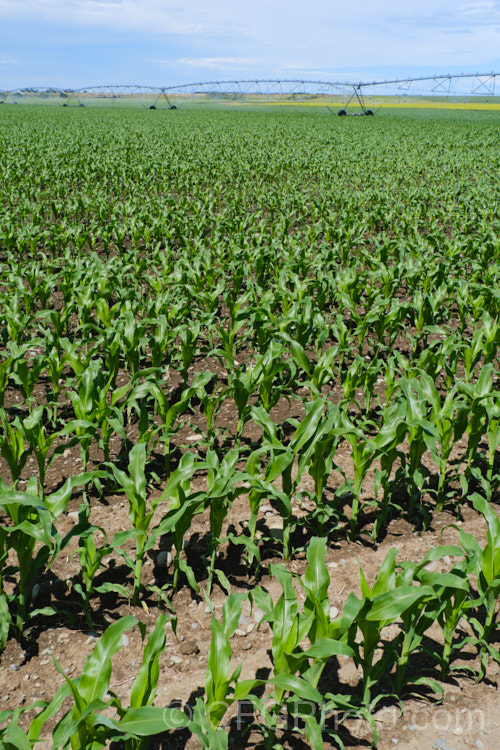 Sweet Corn, Maize or Corn (<i>Zea mays</i>), a robust annual grass from Central America grown for its edible seed heads (cobs</i>). There are many cultivars. Those with sweet seeded cobs grown for human consumption are known as sweet corn, while those grown for the high sugar and starch content of the cobs and stems, which makes them ideal animal fodder, are more commonly called maize or just corn. As shown here, it can have fairly high water demands. Order: Poales, Family: Poaceae