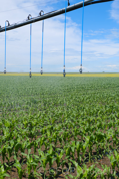 Sweet Corn, Maize or Corn (<i>Zea mays</i>), a robust annual grass from Central America grown for its edible seed heads (cobs</i>). There are many cultivars. Those with sweet seeded cobs grown for human consumption are known as sweet corn, while those grown for the high sugar and starch content of the cobs and stems, which makes them ideal animal fodder, are more commonly called maize or just corn. As shown here, it can have fairly high water demands. Order: Poales, Family: Poaceae