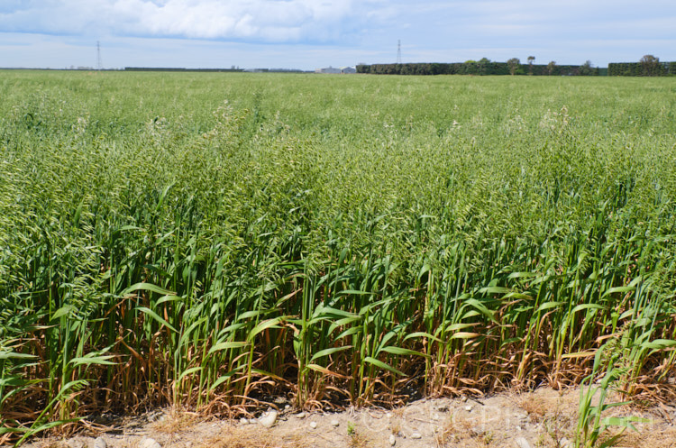 Oats (<i>Avena sativa</i>), a Eurasian grass that is one of the major grain crops. Although a staple food in the Middle. Ages, for many centuries, oats became primarily used as a fodder crop, but with the rise in the consumption of breakfast cereal and mixed grain breads they are once again widely used. avena-2197htm'>Avena. .