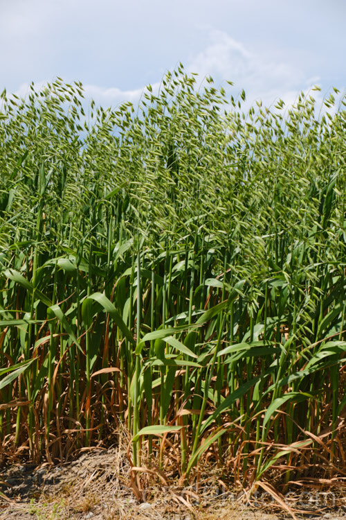 Oats (<i>Avena sativa</i>), a Eurasian grass that is one of the major grain crops. Although a staple food in the Middle. Ages, for many centuries, oats became primarily used as a fodder crop, but with the rise in the consumption of breakfast cereal and mixed grain breads they are once again widely used. avena-2197htm'>Avena. .