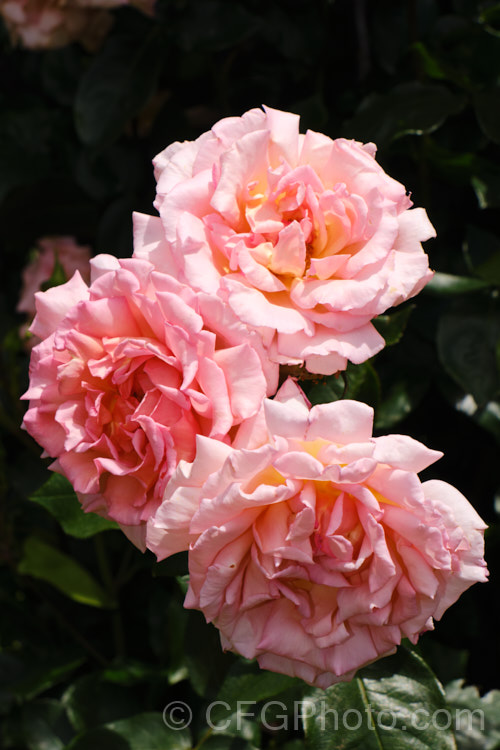 Rosa 'Mme Alfred. Carrière' (parentage unknown</i>), a Noisette raised by Schwartz in 1879. It grows to as much as 6m tall as a climber but may be trimmed to large shrub size. The flowers are fragrant. Order: Rosales, Family: Rosaceae