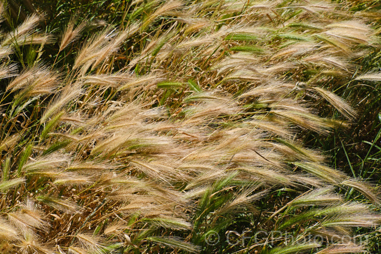 Mouse. Barley or Barley. Grass (<i>Hordeum murinum [syn. Critesion murinum]), a quick-growing annual grass. Although quite lush in growth and very palatable in appearance, it is considered a pasture weed as the barbs on the seed heads cut and irritate the mouths of stock and become imbedded in their pelts. hordeum-2292htm'>Hordeum. .