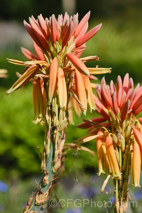 The flowers of Aloe polyphylla, a spring-flowering succulent native to Lesotho. It forms spiralled rosettes of pale-edged light green leaves to 30cm long. The 5cm long, red to pink (rarely yellow</i>) flowers are borne in branched inflorescences up to 60cm tall Order: Asparagales, Family: Asphodelaceae