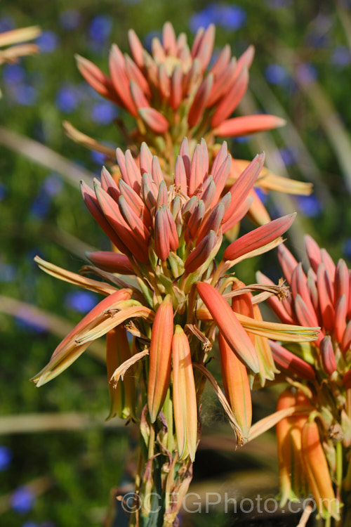 The flowers of Aloe polyphylla, a spring-flowering succulent native to Lesotho. It forms spiralled rosettes of pale-edged light green leaves to 30cm long. The 5cm long, red to pink (rarely yellow</i>) flowers are borne in branched inflorescences up to 60cm tall Order: Asparagales, Family: Asphodelaceae