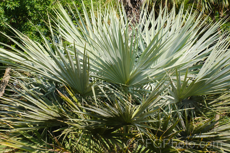 Mexican Blue Palm or Blue Hesper. Palm (<i>Brahea armata</i>), a 12m tall species found naturally in the rocky canyons of northern Baja. California, northwestern Mexico. Order: Arecales, Family: Arecaceae