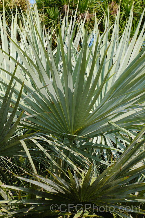 Mexican Blue Palm or Blue Hesper. Palm (<i>Brahea armata</i>), a 12m tall species found naturally in the rocky canyons of northern Baja. California, northwestern Mexico. Order: Arecales, Family: Arecaceae