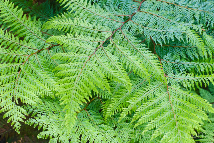 Lace Fern (<i>Leptolepia novae-zelandiae</i>), an evergreen fern native to New Zealand, where it is widespread but not common. The fronds are quite a light green and have an airy, lacy texture. It develops quickly to form a low but broad clump of foliage