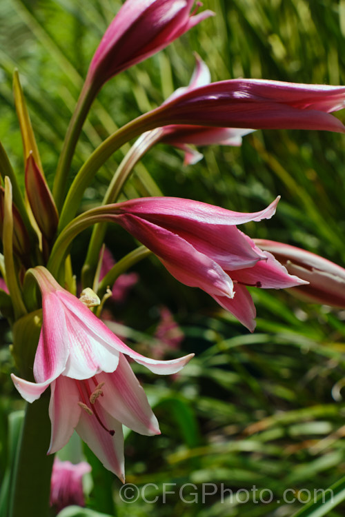 Milk and Wine. Lily (<i>Crinum zeylanicum</i>), a summer-flowering bulb native to tropical Asia and eastern Africa. Its flower stems and leaves are both up to 90cm long, and its fragrant, purple-red-striped white flowers are up to 10cm long. crinum-2673htm'>Crinum.