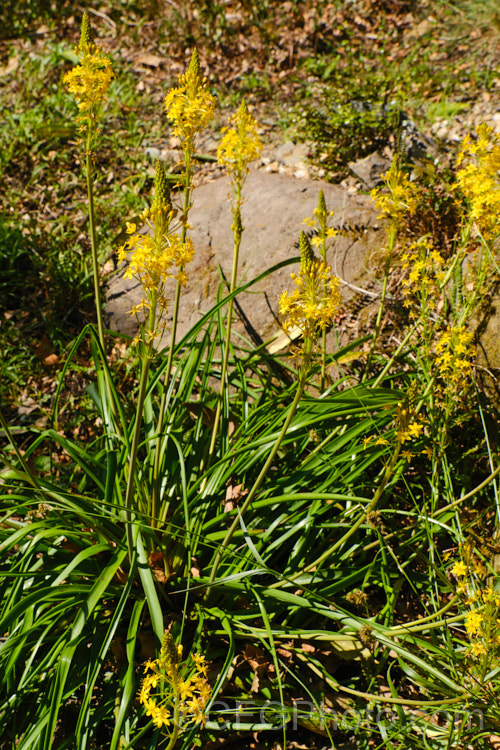 Bulbinella angustifolia, an evergreen late spring- to early summer-flowering, strappy-leafed, fleshy-rooted perennial native to the eastern parts of the South Island of New Zealand Its leaves are narrower and longer than those of the other New Zealand Bulbinella species, growing to as much as 1m long. bulbinella-2613htm'>Bulbinella.