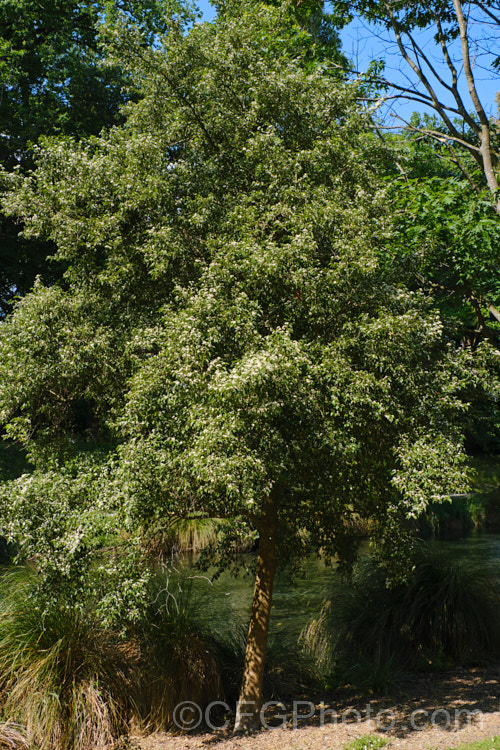 Marbleleaf or Putaputaweta (<i>Carpodetus serratus</i>), an evergreen tree up to 9m tall, native to New Zealand It maintains for several years a shrubby, juvenile habit as shown here. The name. Marbleleaf comes from the interestingly marked foliage. Adult trees produce panicles of tiny white flowers. carpodetus-2653htm'>Carpodetus. <a href='rousseaceae-plant-family-photoshtml'>Rousseaceae</a>.