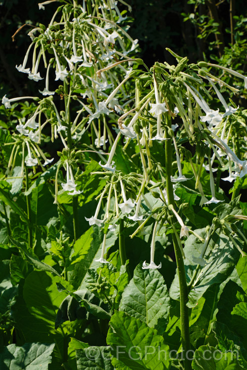 Nicotiana sylvestris, an annual or short-lived perennial species of tobacco native to Argentina. It grows to around 15m tall, blooms through summer and the flowers are evening-scented.