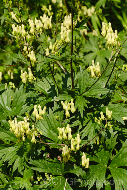 Yellow Monkshood or Healing Wolfsbane (<i>Aconitum anthora</i>), a late spring- to summer-flowering perennial found from southern Europe to Central Asia. Its flowering stems grow to around 15m tall. The name Healing Wolfsbane comes from old beliefs; it is, in fact, deadly poisonous. Order: Ranunculales, Family: Ranunculaceae